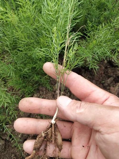 北京种子网 北京植物种子种苗 北京药材种子种苗 六盘水天冬种植基地