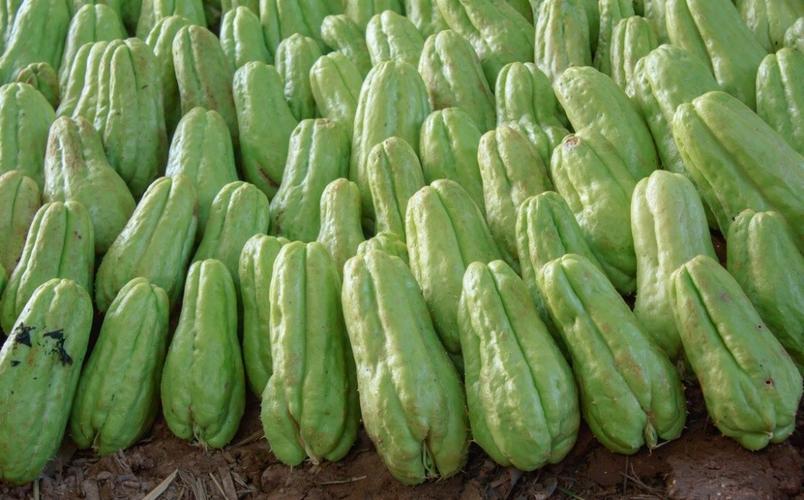 农村的佛手瓜如何播种,怎么管理,佛手瓜怎么吃?