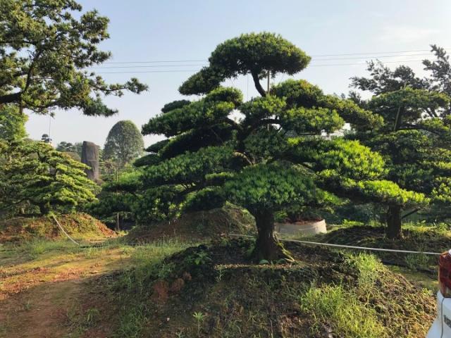 曲靖造型黑松价格