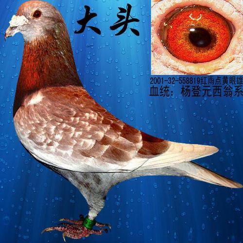杨登元西翁 大头