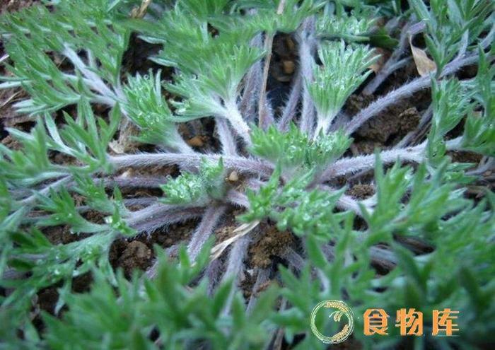 翻白草的功效与作用-中草药-食物库