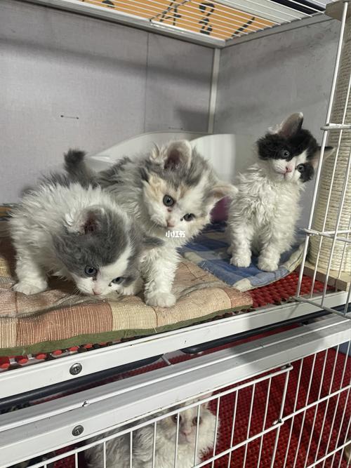 赛尔凯克卷毛猫 纯合子_萌宠_猫猫_我的萌宠_宠物_猫