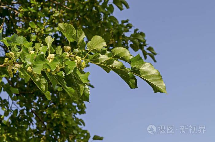 保加利亚索非亚地区 drujba, 在花园里的白桑或桑树树