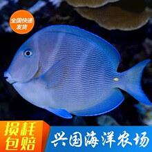 紫蓝吊海水鱼活体观赏鱼紫倒吊海缸除藻大西洋蓝吊开口快递包活