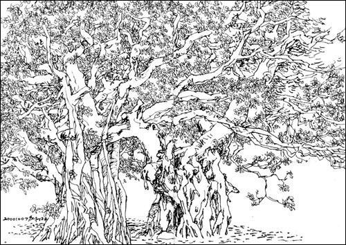 榕树图片简笔画