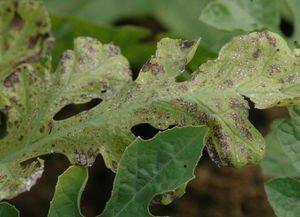 西瓜高清晰病害图谱