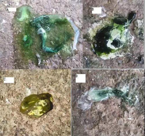 由腺病毒感染引起之急性传染病,也称为"幼鸽下痢症"是近年来引起赛鸽