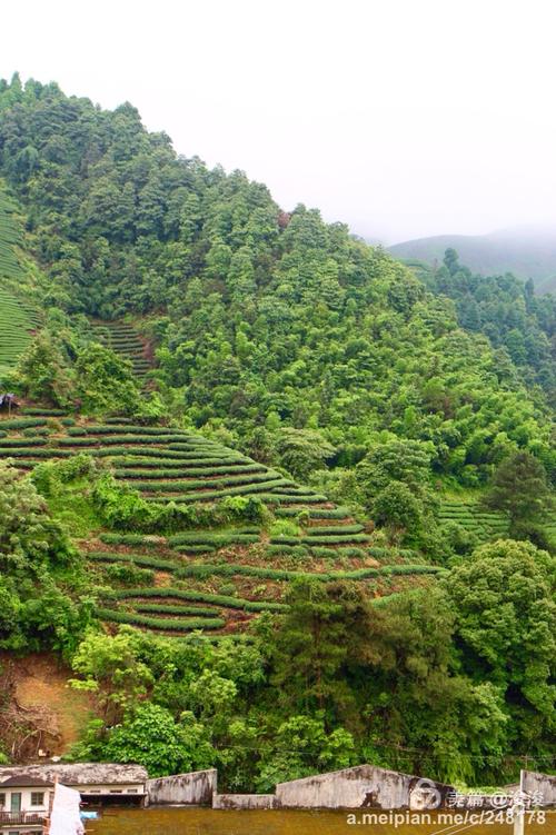 昭平大脑山茶园
