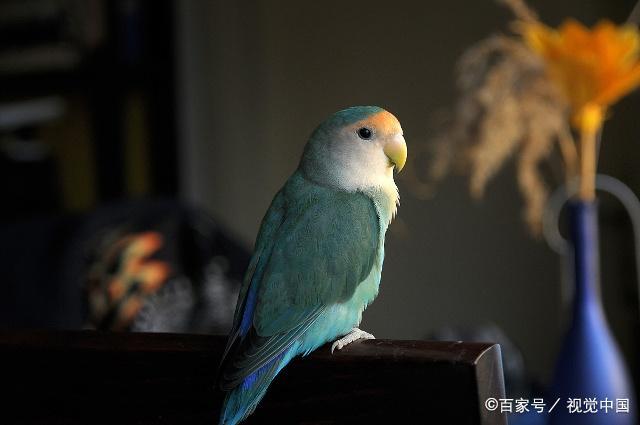 萌宠养成:牡丹鹦鹉如何手养?做好这几点它将与你形影