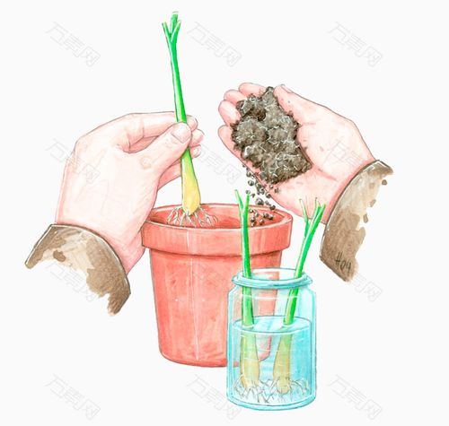 手绘柠檬草种植物