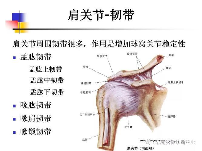 肩关节病变mri解剖与诊断
