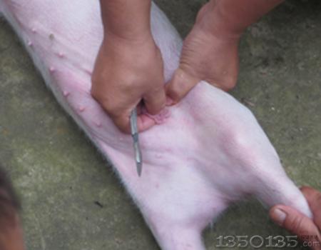 生猪阉割禁忌
