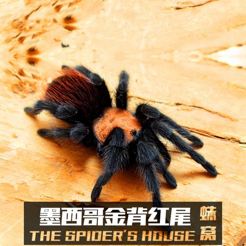 >> 件小套装送手册 8 左右送 1cm 墨西哥金背红尾蜘蛛捕埋蛛宠物幼体