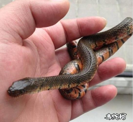 水蛇有几种常见的水蛇品种介绍