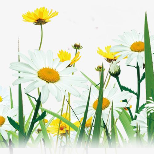 关键词 : 小花,小草,植物,花卉,春季素材,春天