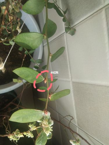 蓝莓花芽生长过程_蓝莓_花芽怎么样_冬天去哪玩_美食