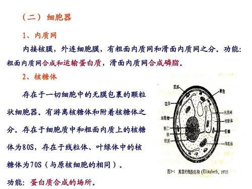 真菌的细胞结构ppt