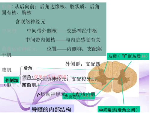 脊髓内部结构及功能