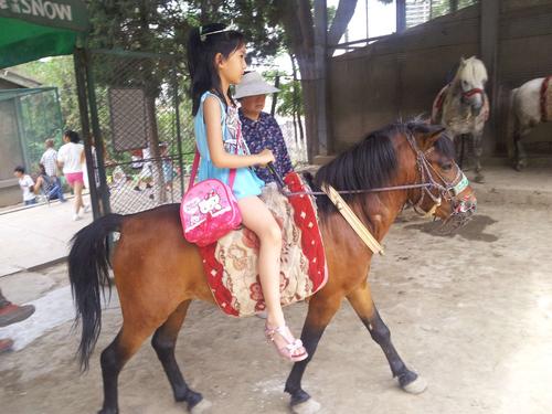 骑小马驹的感觉好棒.