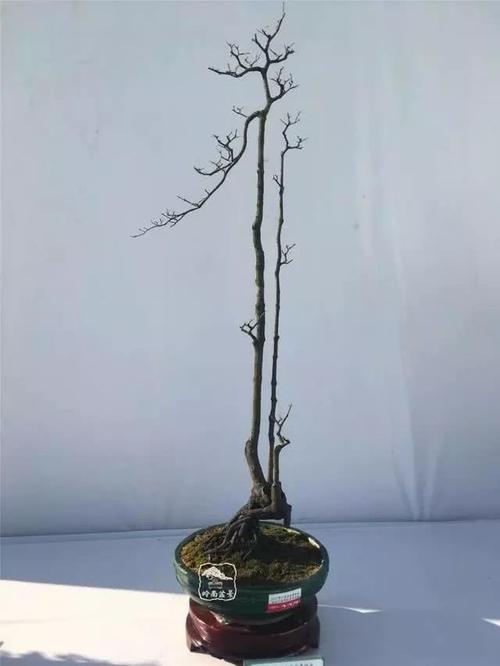 爱木盆景i 黑骨茶作品对比分析,看似一样的桩材细节大