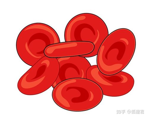 用ai绘制2d和3d版红细胞