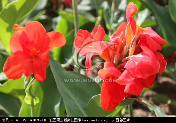 美人蕉 花卉鲜花 植物 红色