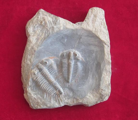 三叶虫化石