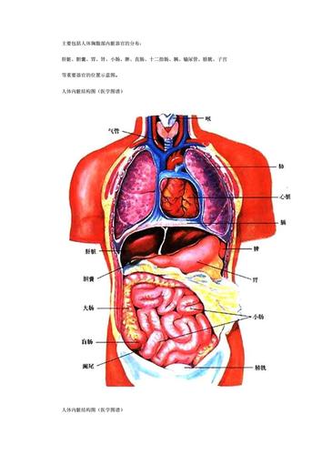 人体腹部结构图doc10页