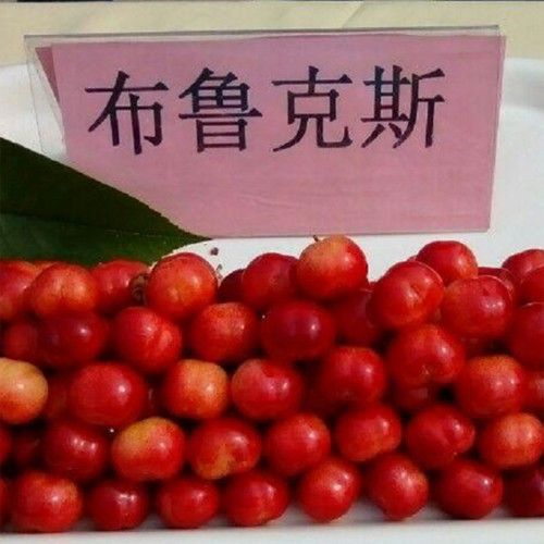 供应优质布鲁克斯大樱桃