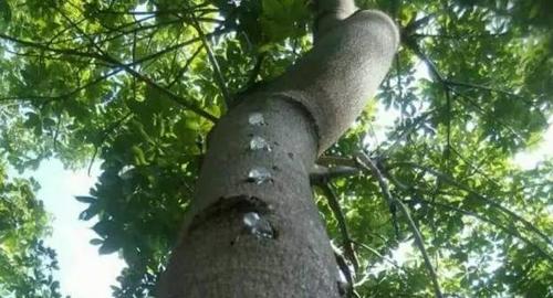 珍贵的植物木髓分泌物-雪燕