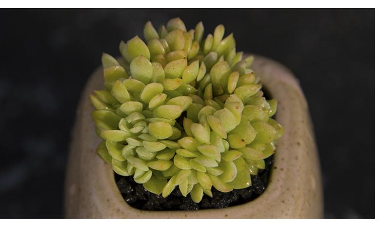 星影 多肉 星影桑切斯 多肉植物 肉匠园艺_7折现价3.9元