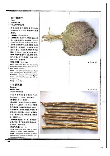 紫苏梗,紫苏梗的功效与作用_中药紫苏梗_紫苏梗是什么