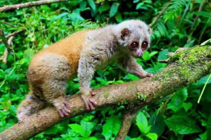 濒危动物蜂猴现身云南龙陵