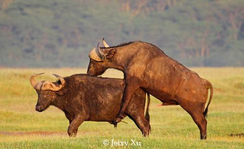 揭秘为了繁衍后代 动物的激情交配