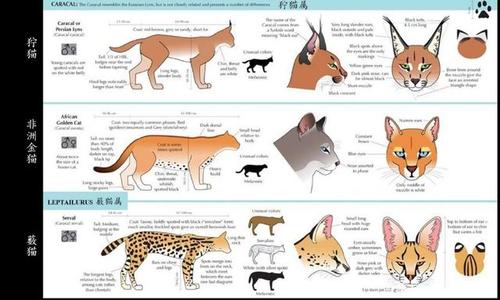 狞猫vs薮猫,这两种中型猫科动物谁更厉害些?