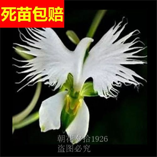 绿植稀有植物猴面兰花兰花苗猴面小龙兰室内盆栽办公