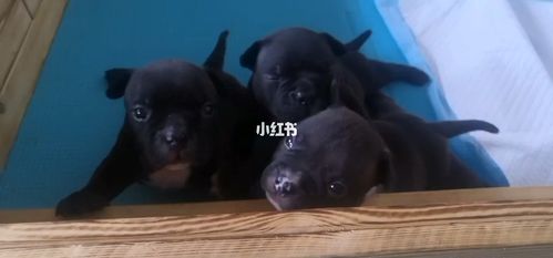 三只小黑娃_恶霸犬_宠物_狗_晒狗