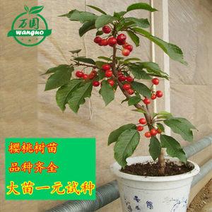 庭院盆栽樱桃图片