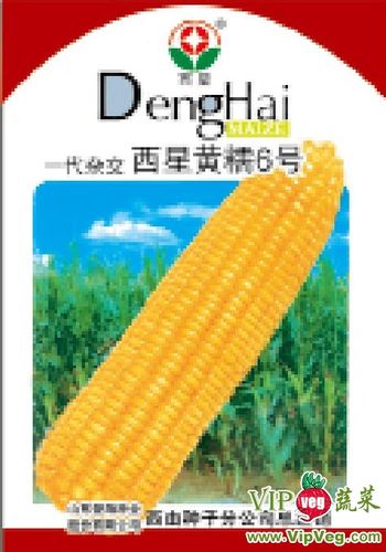 山东潍坊寿光_供应西星黄糯6号——玉米种子