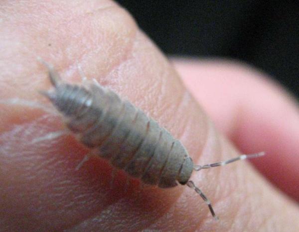 鼠妇(湿生虫)俗称米汤虫,潮虫子,潮虫,团子虫,地虱婆,地虱子,鞋板虫