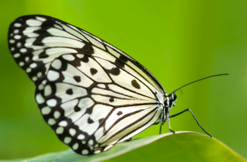 蝴蝶的生活习性