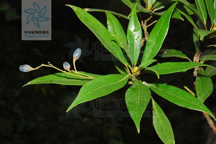 金丝楠木长什么样