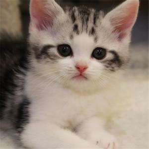 美国短毛猫活体幼猫美短加白起司猫宠物猫纯种美短银虎斑幼猫活体
