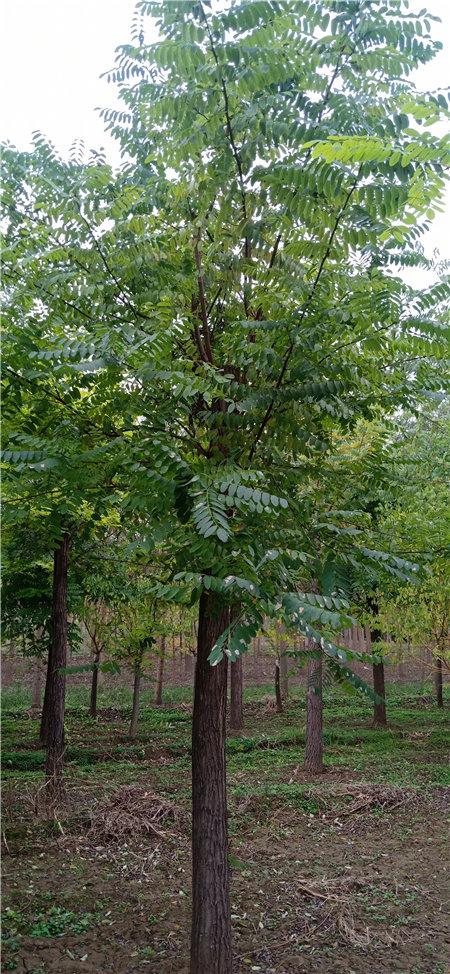 「洋槐树」最新洋槐树_价格_图片_产地报价表-河北保定永兴园林