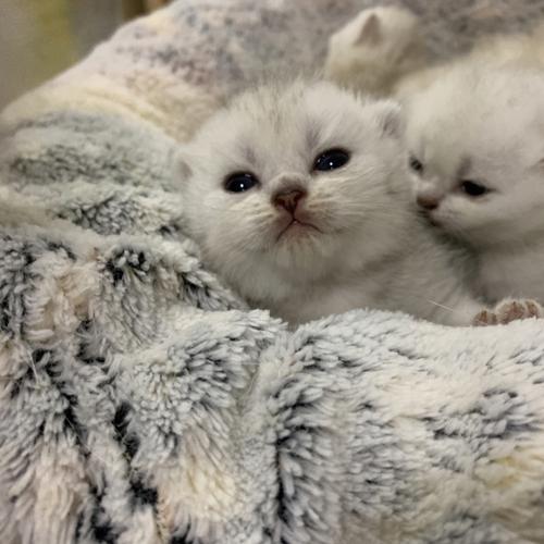 小脑袋瓜_宠物_宠物_猫