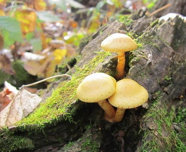 绚丽多彩的菌伞(128p)