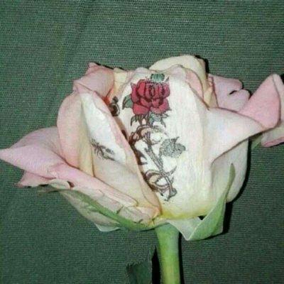 高清玫瑰花头像