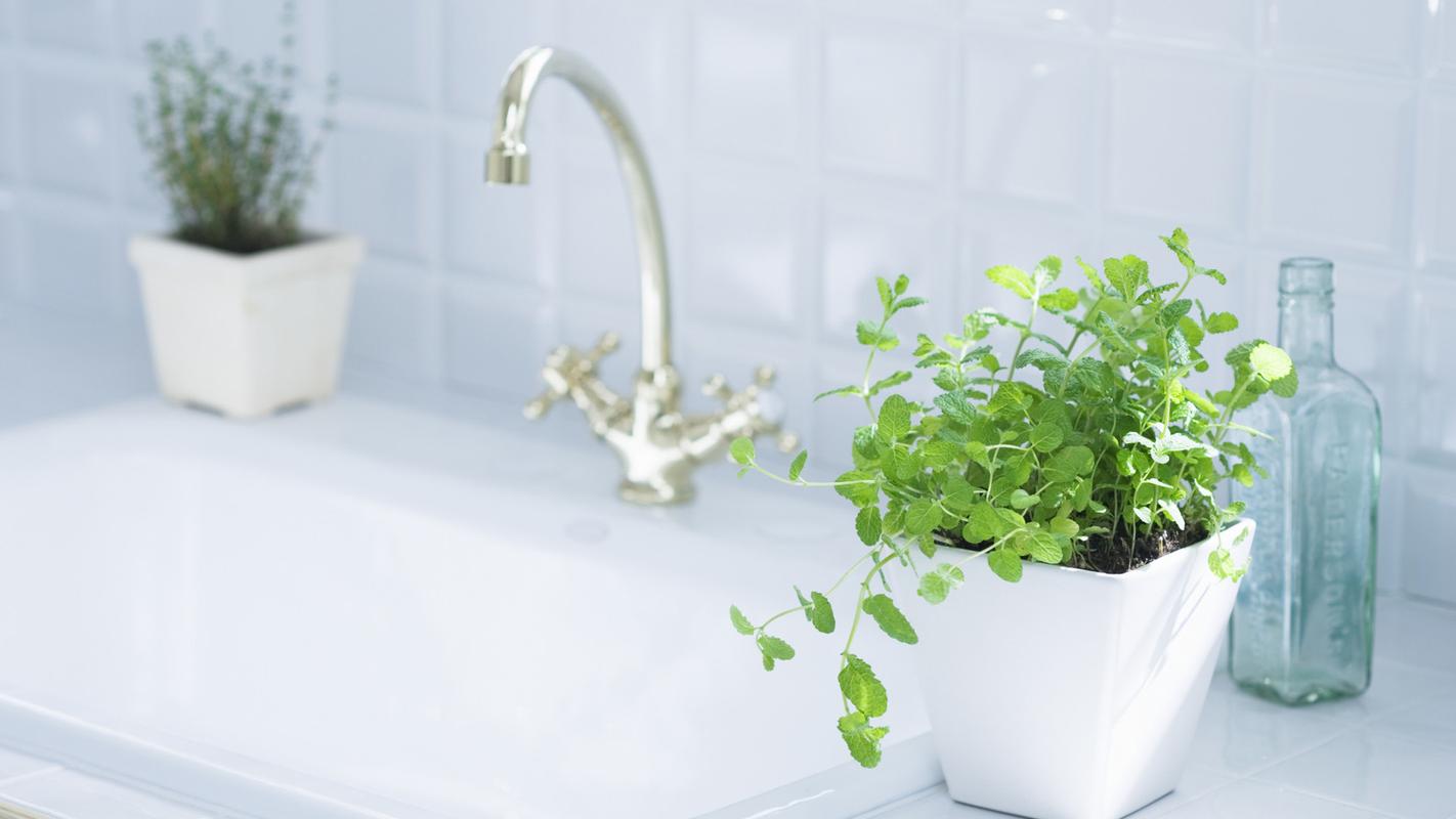 小清新室内盆栽摄影高清电脑壁纸