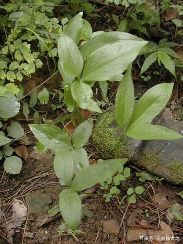 125元1斤的半夏,农村叫哑巴草,有毒,误食后怎么办?