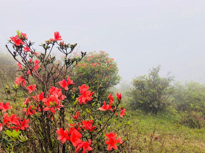 天露山杜鹃花海